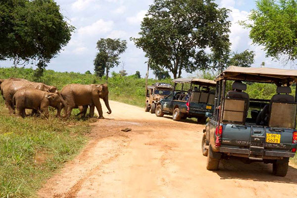 Udawalawe elephant safari Sri Lanka